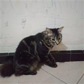 Các