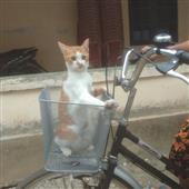 Kèo