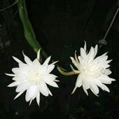 Nằm