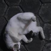 Các