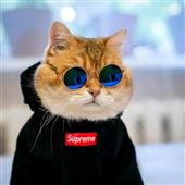 Siê