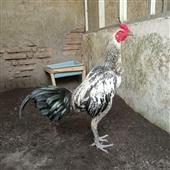 Các