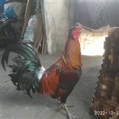 Spo