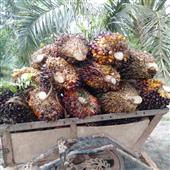 Tiề