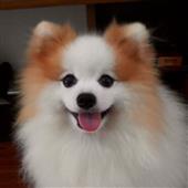 Các