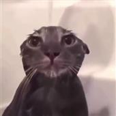 Shi