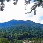 Bản