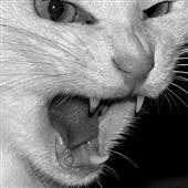 Các