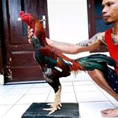 Rou