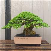 Trự