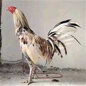 Đảo