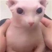 Vé 