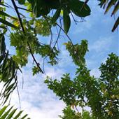 Nhữ