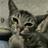 Đua