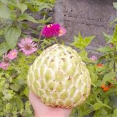 tên