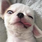 Vàn