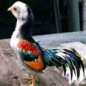 Cướ