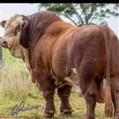 Big