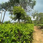 Lịc