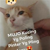 Dự 