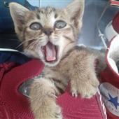 Kèo