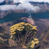 Kho
