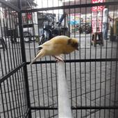 Giả