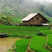 Giấ