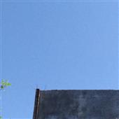 Mơ 