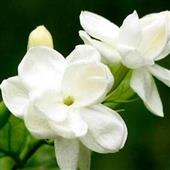Nhậ