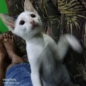 Bản