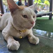 kèo