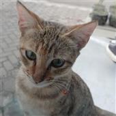 Chủ