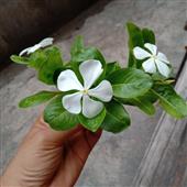 Lễ 