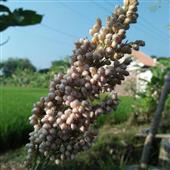 Lịc