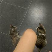 Chu
