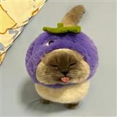 Vũ 