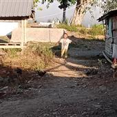 Nhậ