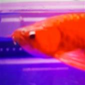 Giả