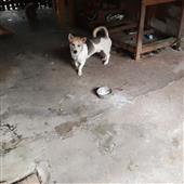Các