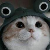 Đua