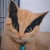 Chơ