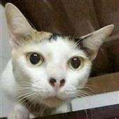 Bàn