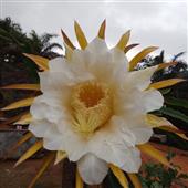 lịc