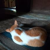 Kèo