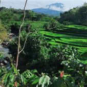 Bản