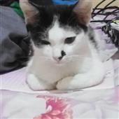 Chủ