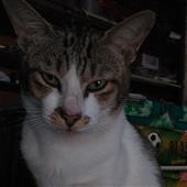 Kun