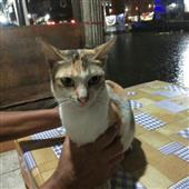 Ngư