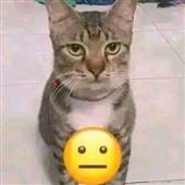 Bón